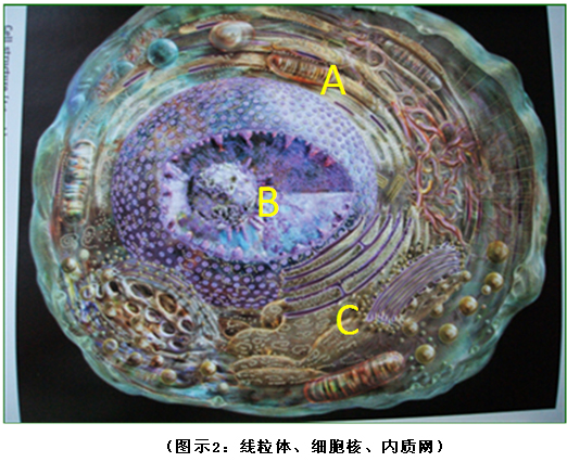 菲彩国际集团_破解人体生命再生延续之谜（二）