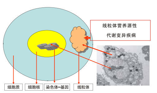 菲彩国际集团_八、再生抗癌的研究