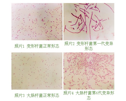 菲彩国际集团_第十节 烧伤湿性医疗手艺MEBO的抗菌作用实验研究（续）