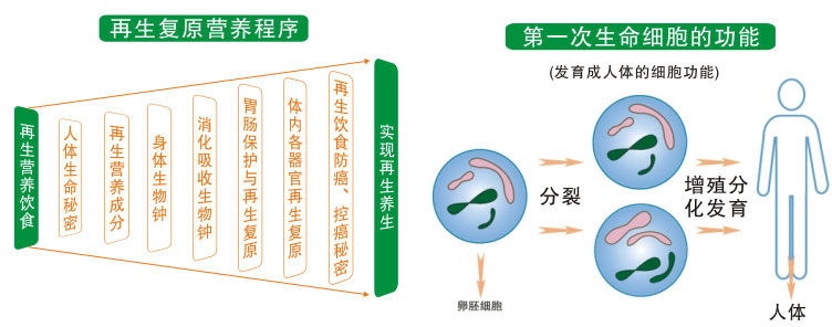 菲彩国际集团_一、再生回复的生命基础