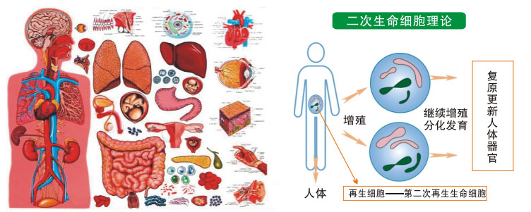 菲彩国际集团_一、再生回复的生命基础