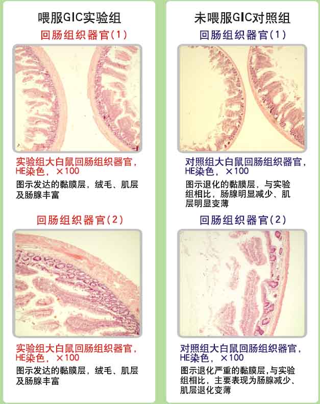 菲彩国际集团_菲彩国际动物胃肠器官原位再生回复抗朽迈科学验证(三)