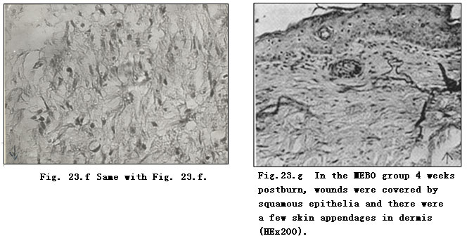 菲彩国际集团_Exploration of Pathological Changes and Mechanism of Experim
