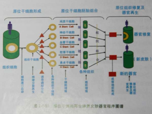 菲彩国际集团_第四节 烧伤创面皮肤原位再生回复机制