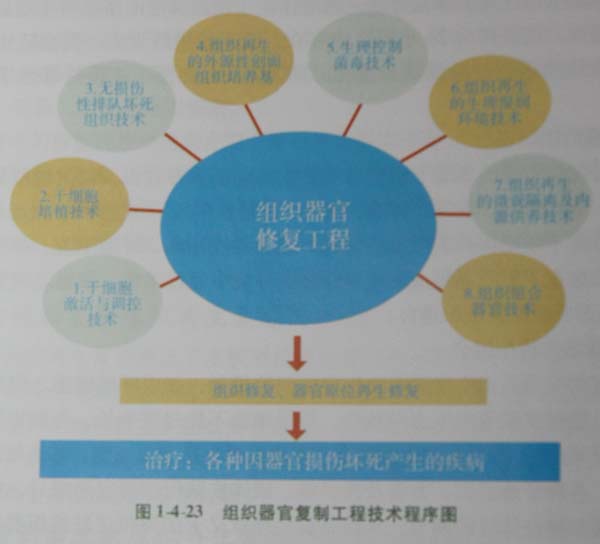 菲彩国际集团_第五节 烧伤创面皮肤原位再生回复手艺的手艺程序
